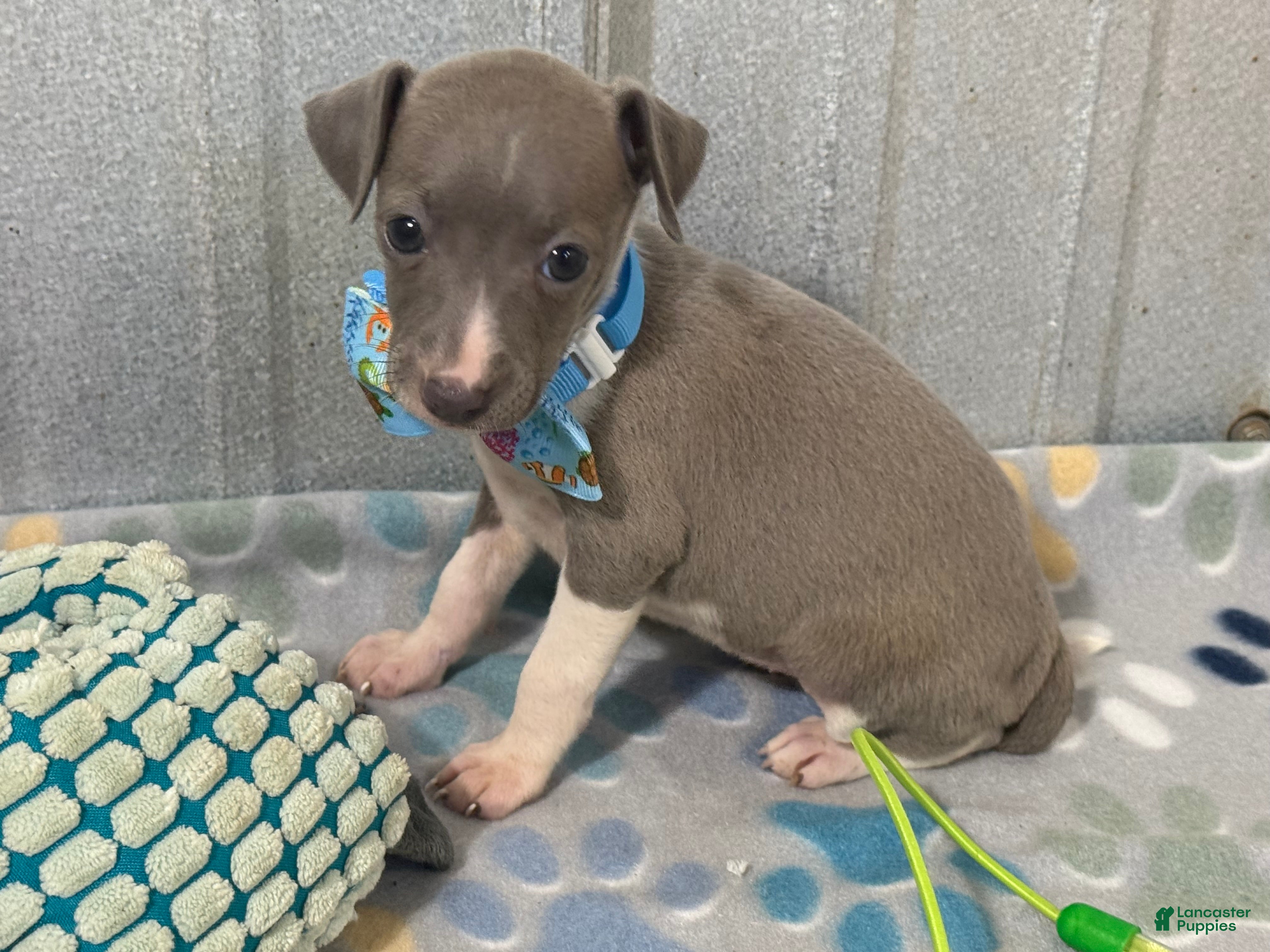 Italian Greyhound dogs Dovie - Ad 2