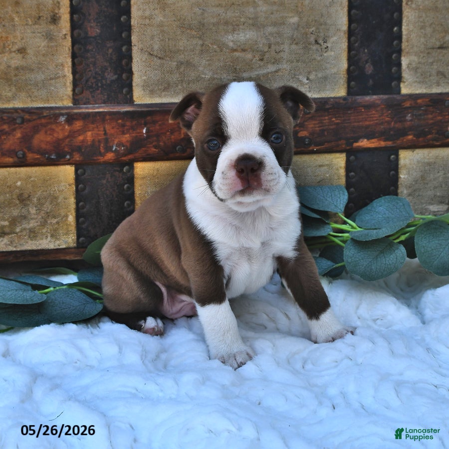 Boston Terrier dogs Brady - Ad 2
