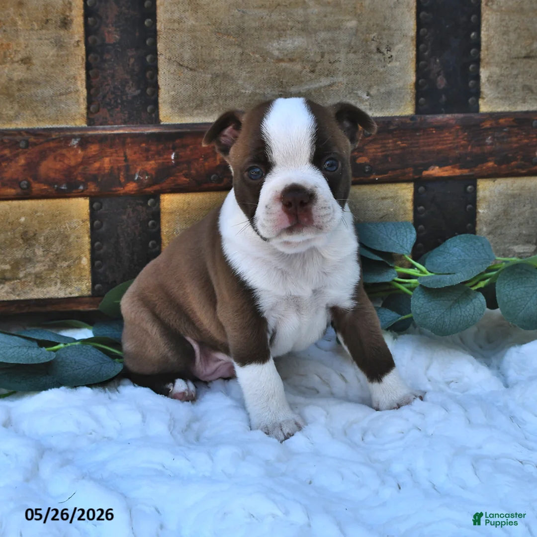 Boston Terrier dogs for sale: Brady - Ad 2