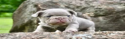 French Bulldog dogs for sale: French Bulldog 3 - Ad 4