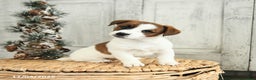 Jack Russell Terrier dogs for sale: Holly - Ad 2