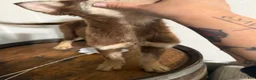 Pitsky dogs for sale: Pitsky 2 - Ad 4