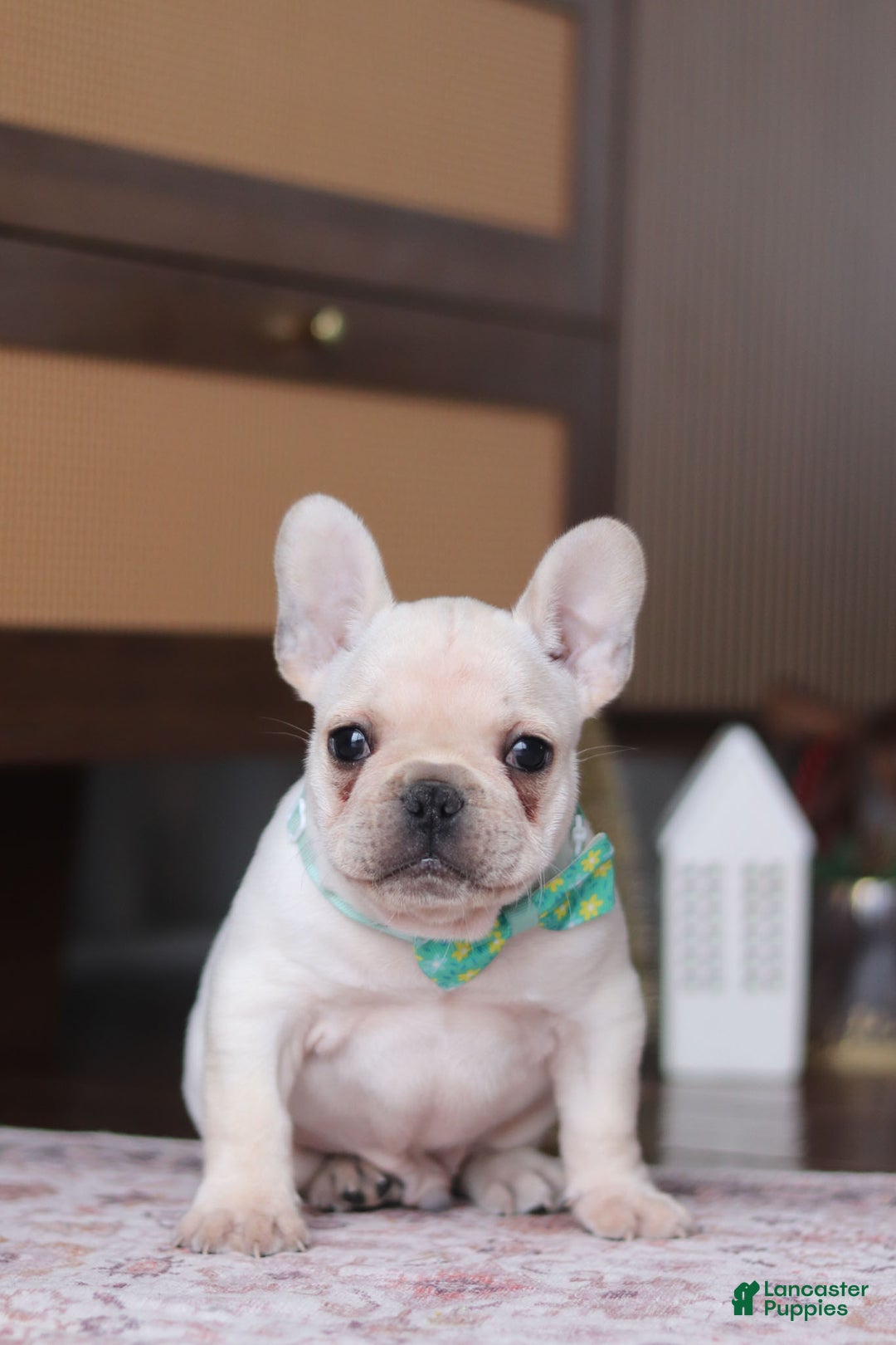 French Bulldog dogs for sale: Swayer - Ad 6