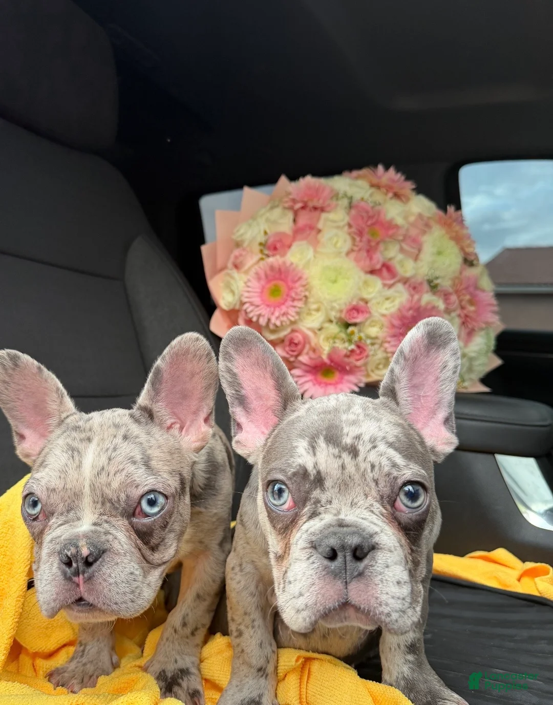 French Bulldog dogs for sale: French Bulldog Puppy 1 - Ad 4