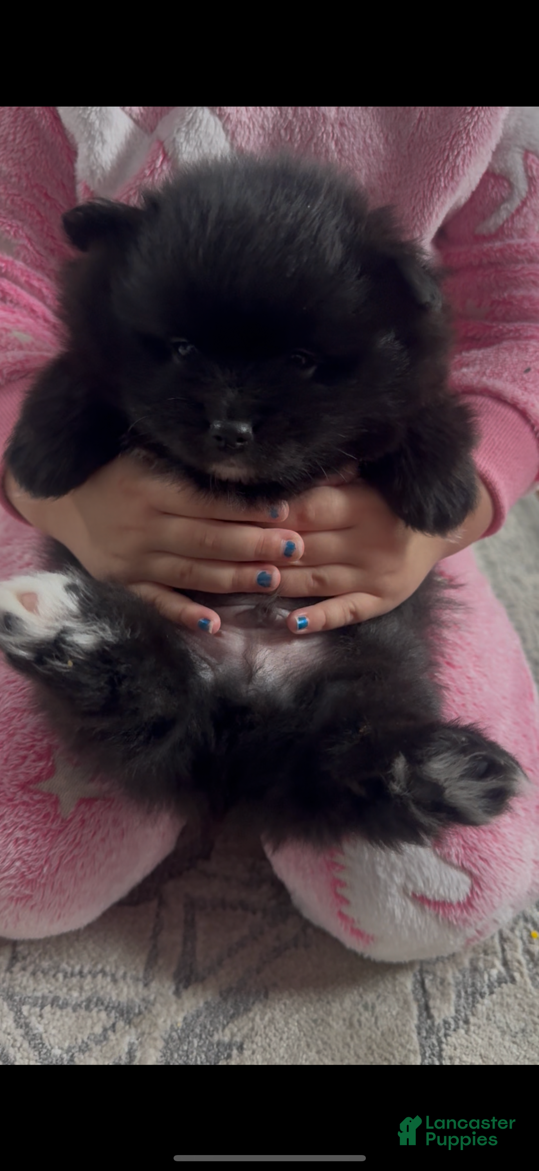 Pomeranian dogs for sale: Pomeranian Puppy 1 - Ad 2