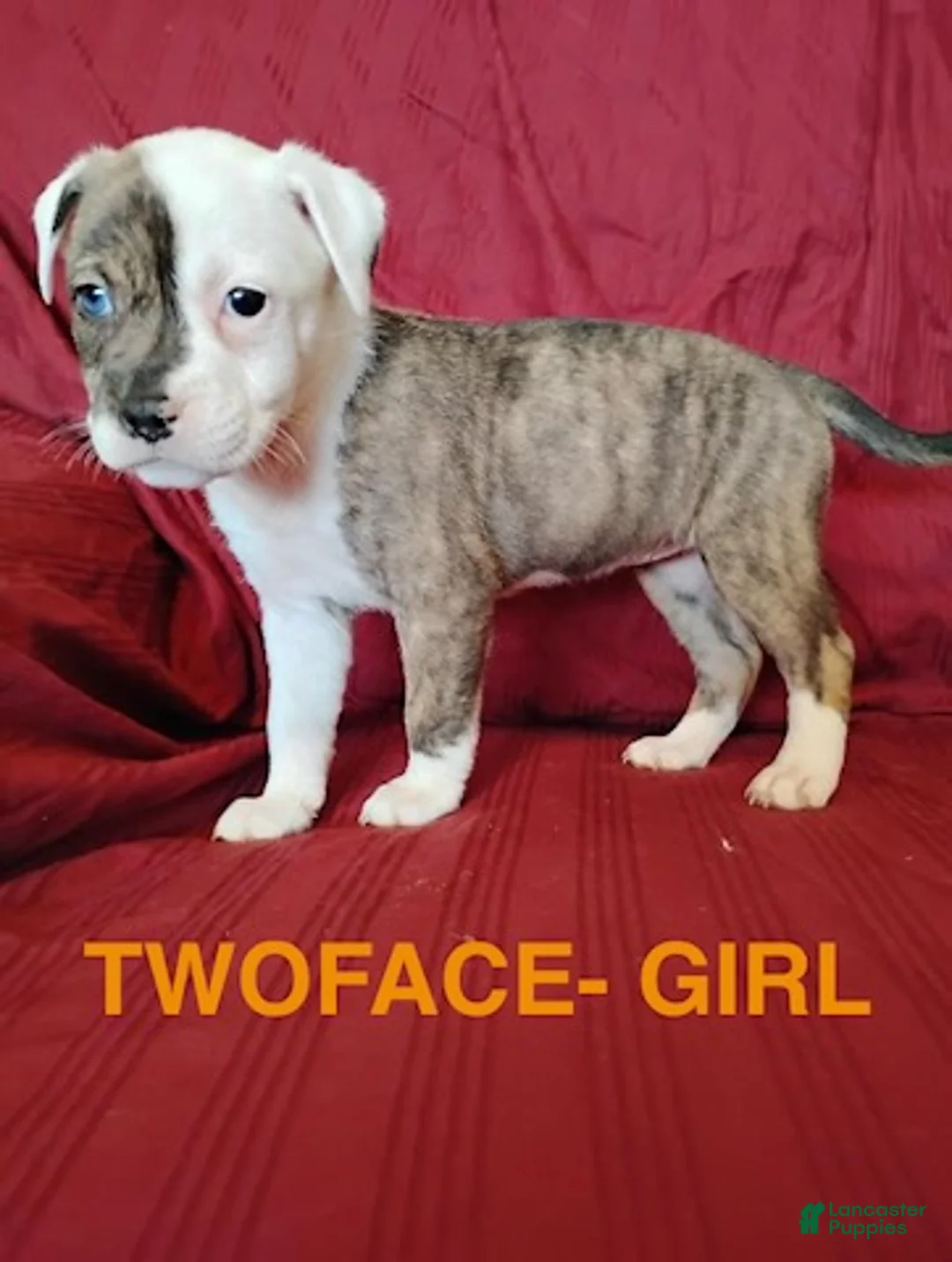 Mixed Breed dogs for sale: SOLD - Ad 1