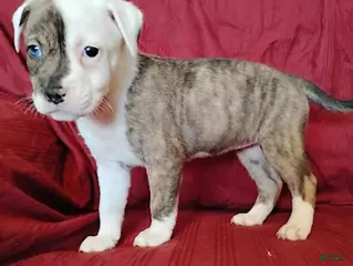 Mixed Breed dogs SOLD - Ad 16