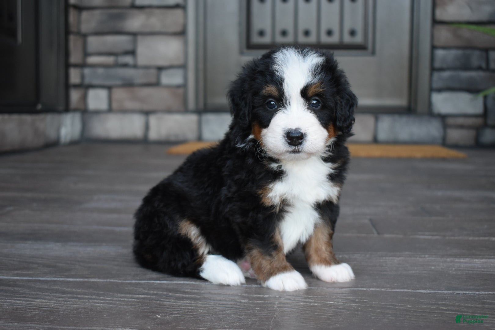 Mini Bernedoodle dogs Chip - Ad 1