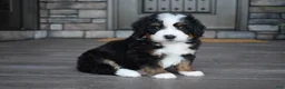 Mini Bernedoodle dogs for sale: Chip - Ad 1