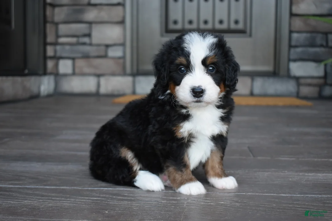 Mini Bernedoodle dogs for sale: Chip - Ad 1