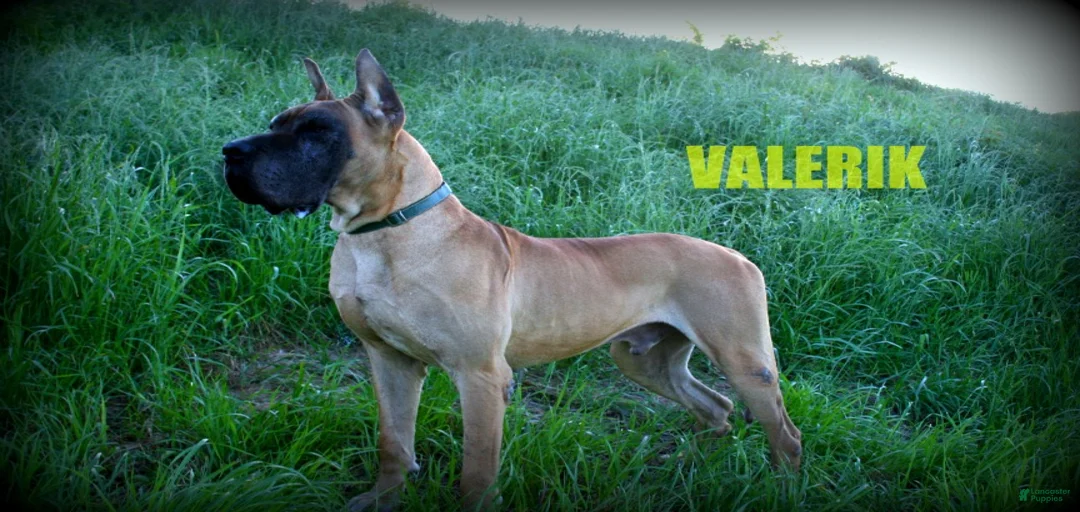 Gallery Image {{count}}