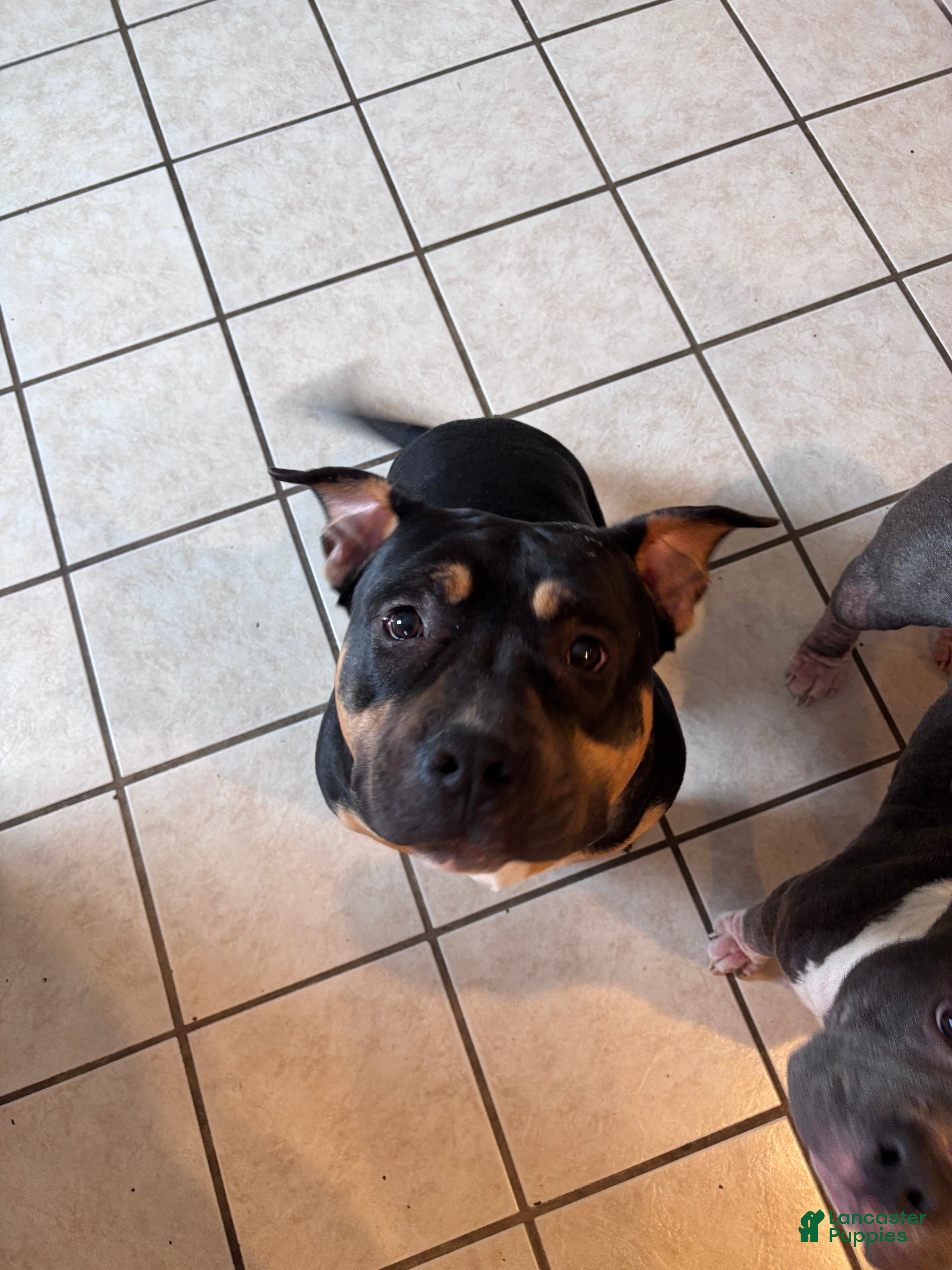 American Bully dogs American Bully Puppy 1 - Ad 17