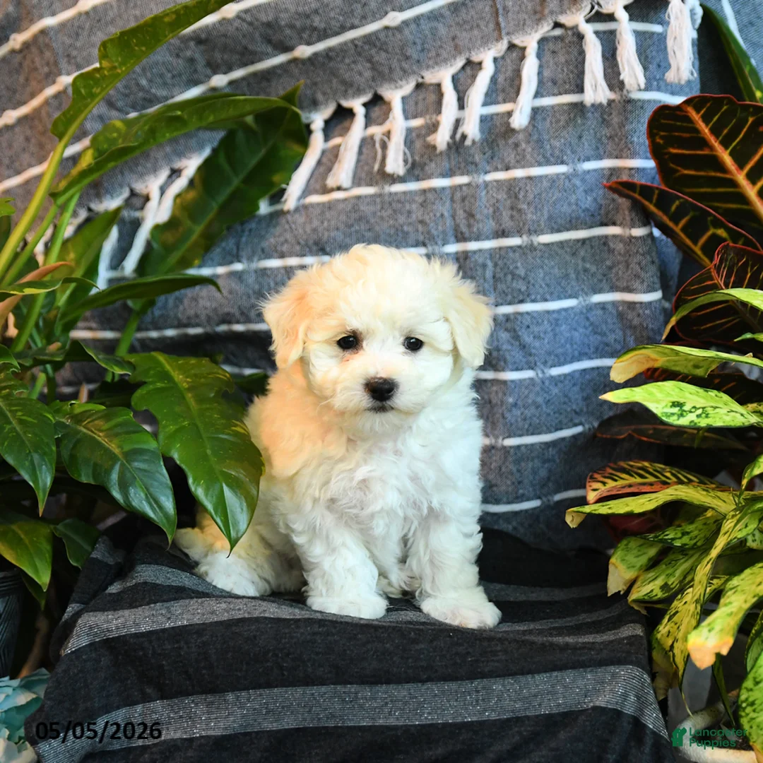 Bichon Frise dogs for sale: Popcorn - Ad 5