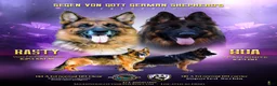 German Shepherd dogs for sale: German Shepherd Puppy 3 - Ad 5