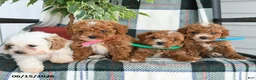 Cavapoo dogs for sale: Arlo - Ad 5