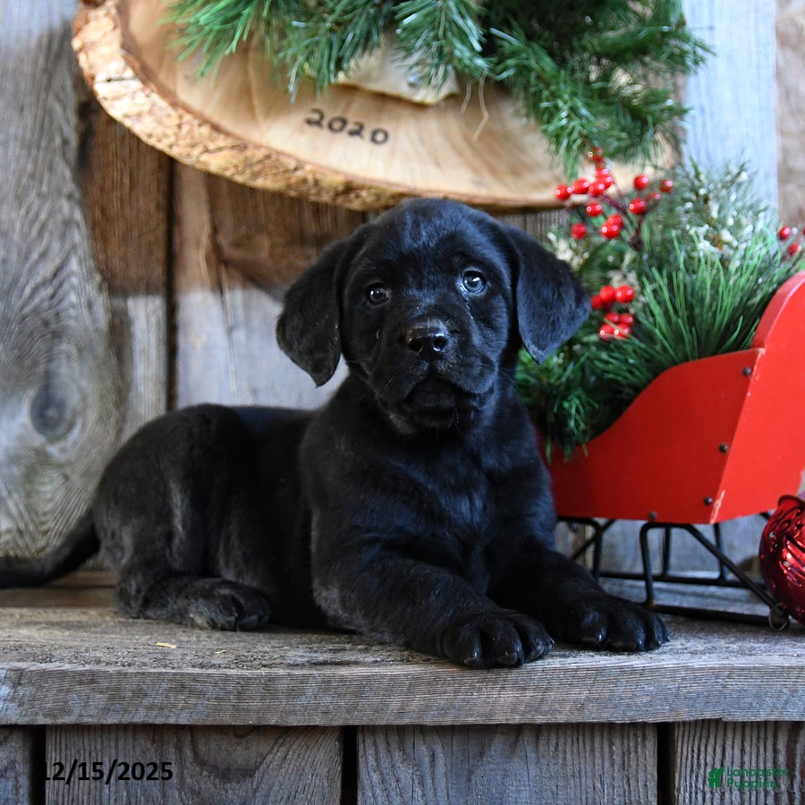 Labrador Retriever dogs Royal - Ad 4