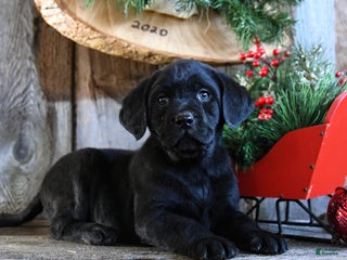 Labrador Retriever dogs Royal - Ad 8