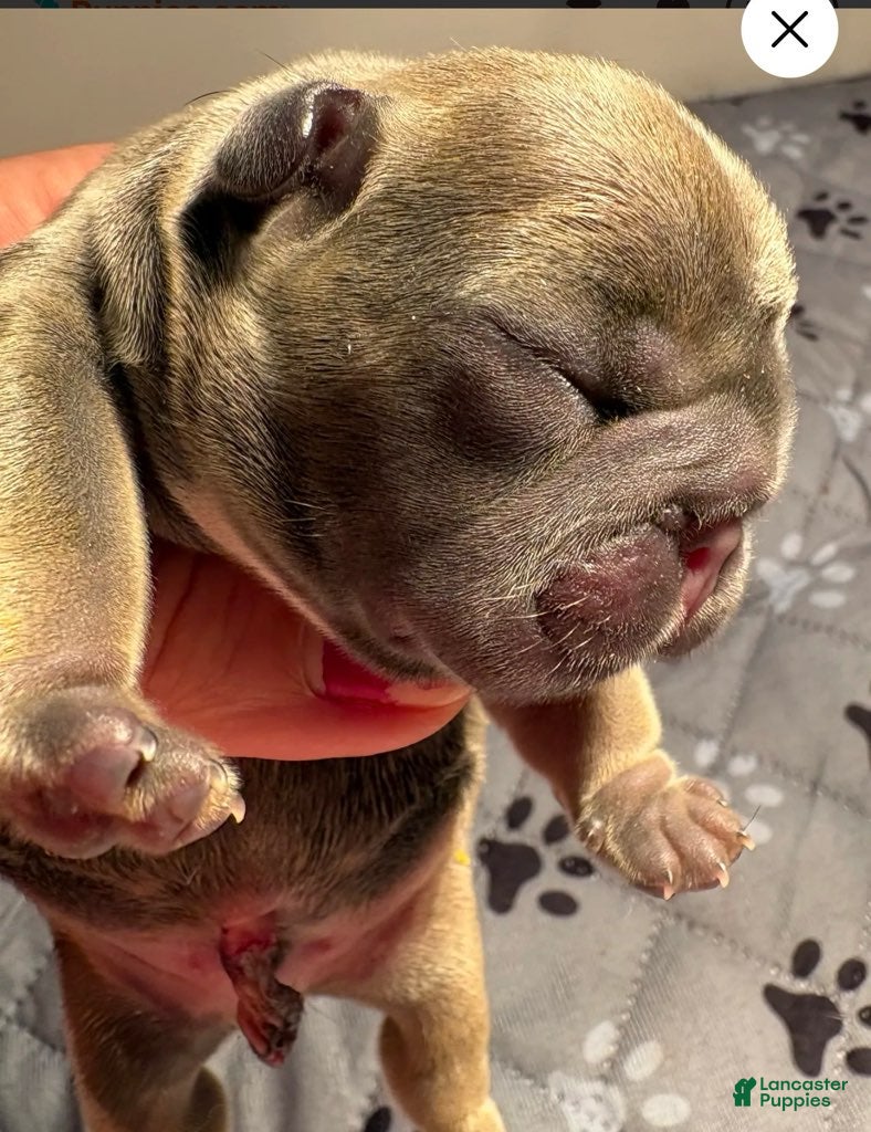 French Bulldog dogs Silas - Ad 2