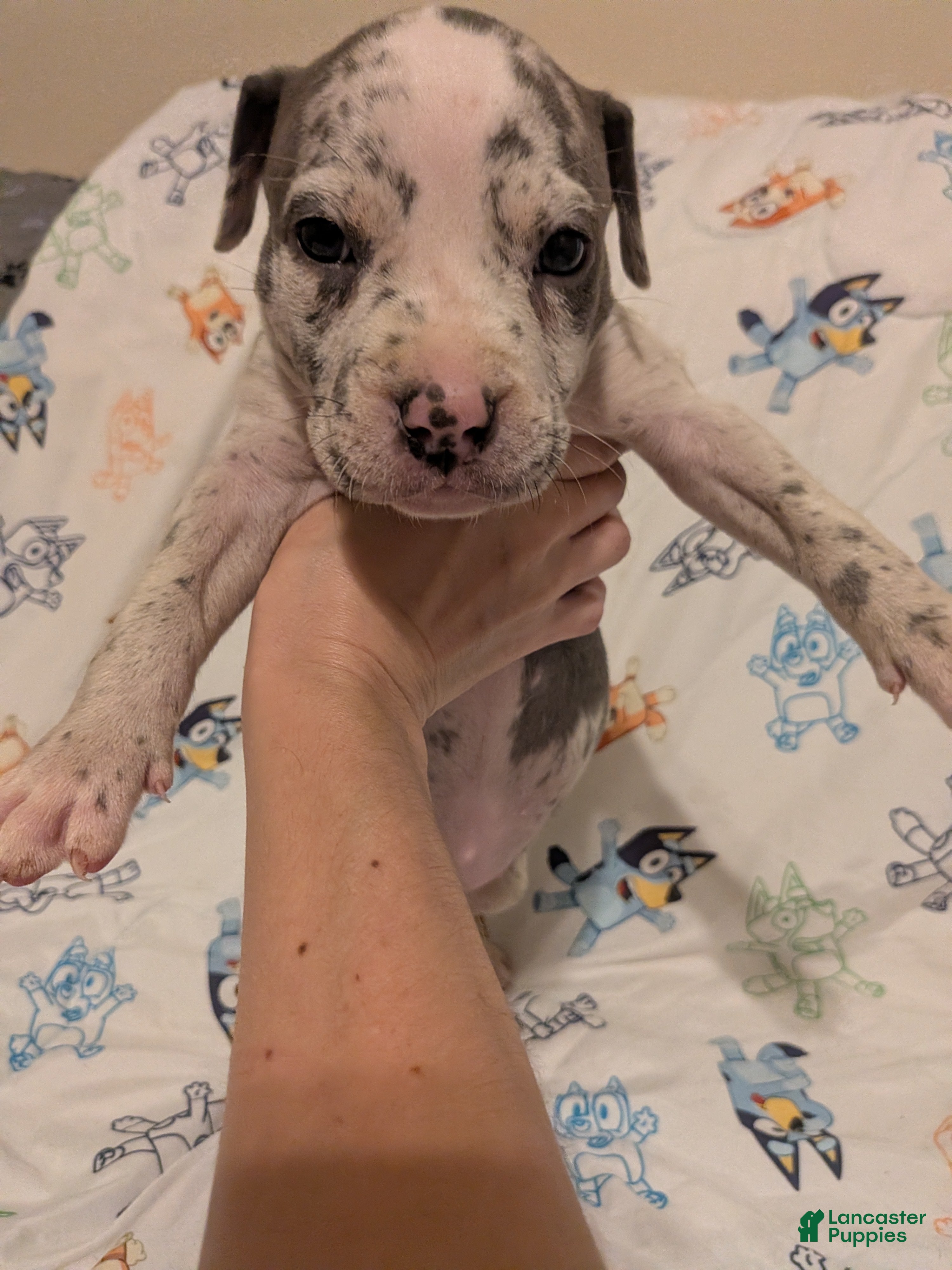 American Pit Bull Terrier dogs American Pit Bull Terrier 1 - Ad 6