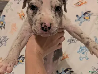 American Pit Bull Terrier dogs American Pit Bull Terrier 1 - Ad 34