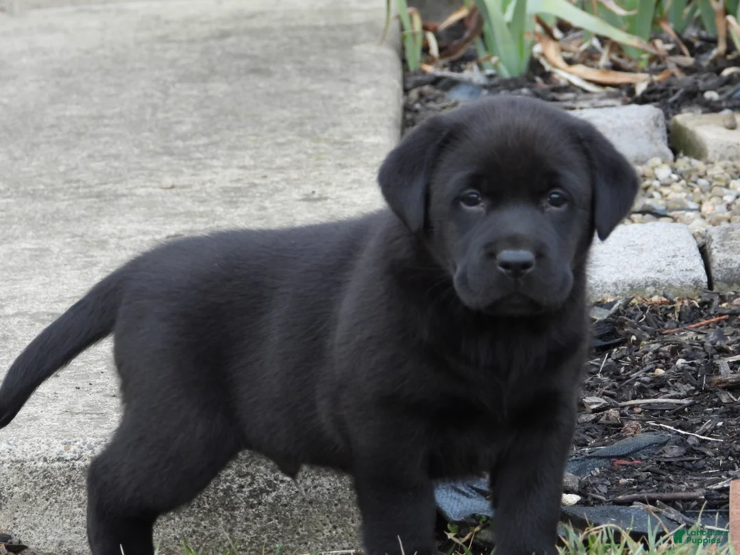 Labrador Retriever dogs for sale: Luke - Ad 6