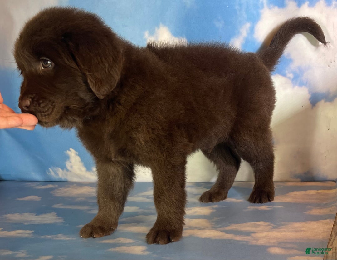 Mixed Breed dogs for sale: Eddie - Ad 5