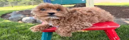 Cockapoo dogs for sale: Muffin  - Ad 3