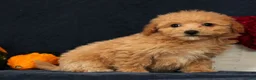 Bichpoo dogs for sale: Oasis - Ad 4