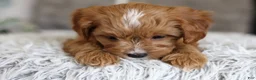 Cavapoo dogs for sale: Sammy - Ad 12