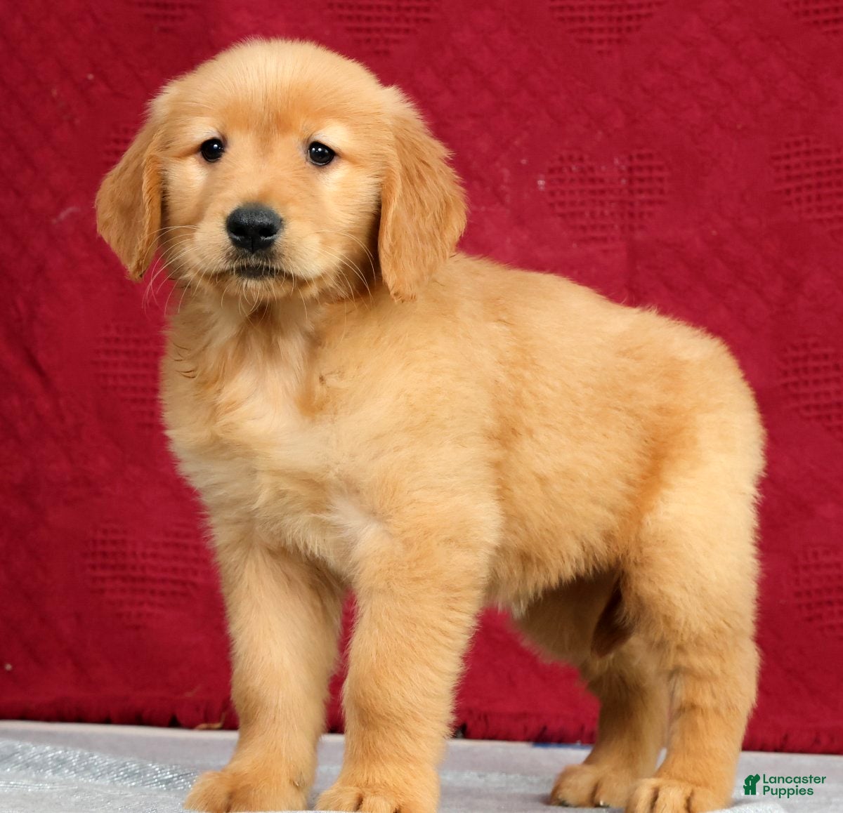 Golden Retriever dogs Saphire - Ad 1