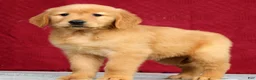 Golden Retriever dogs for sale: Saphire - Ad 1