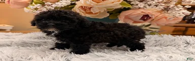 Miniature Poodle 4