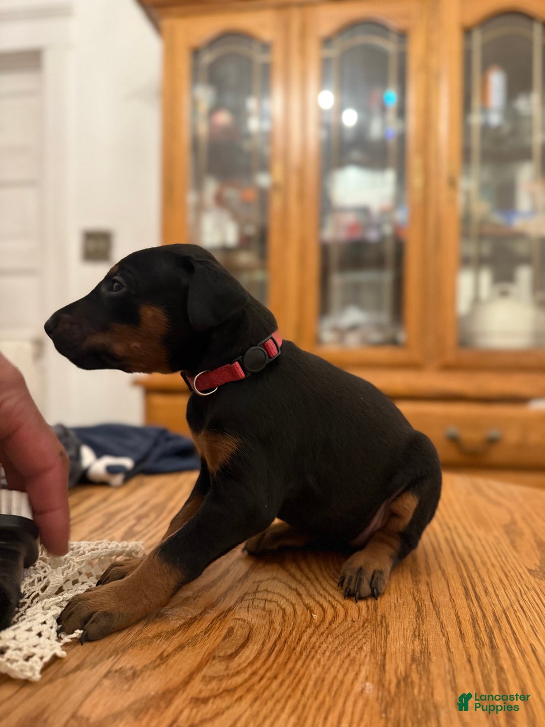 Doberman Pinscher dogs for sale: Oaklynn - Ad 2