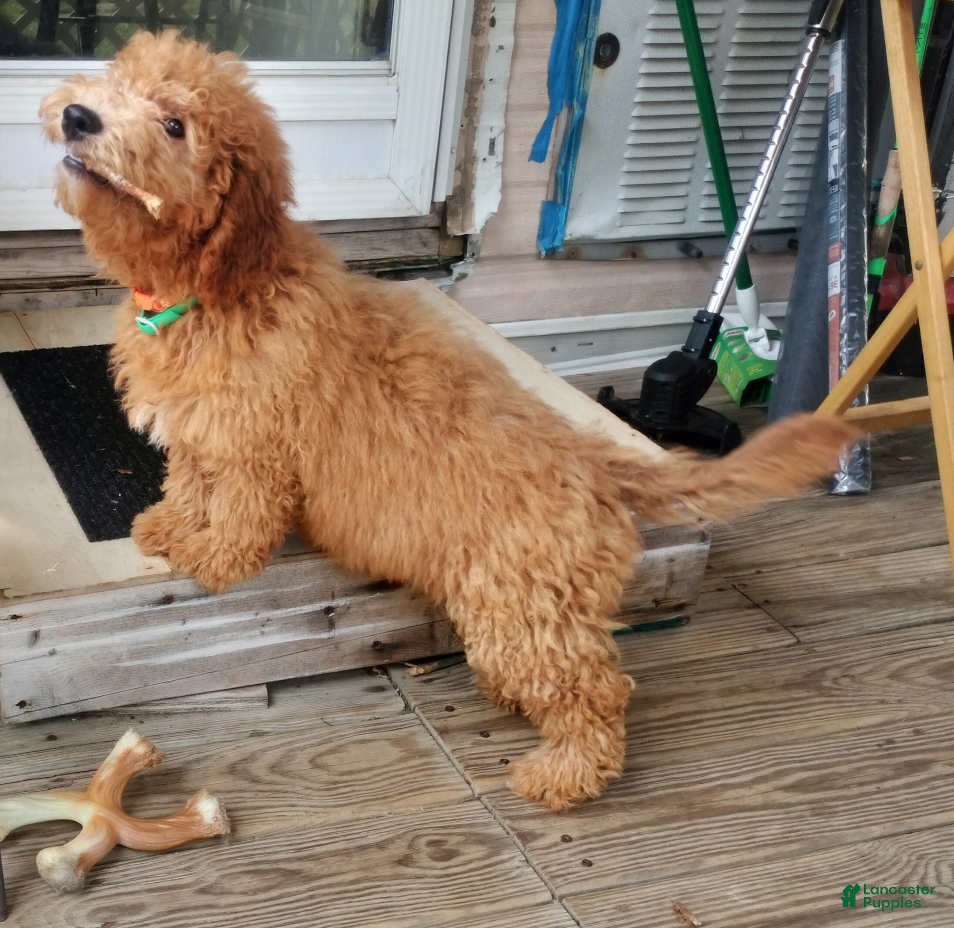 Golden Doodle Mini St Berdoodle Full Grown St Bernard Goldendoodle
