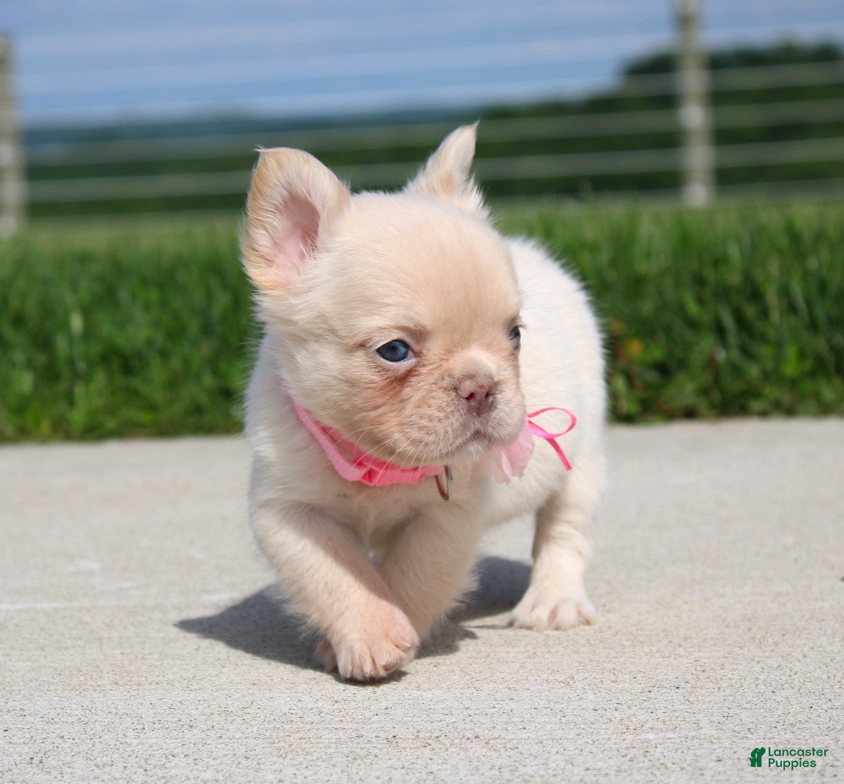 French Bulldog dogs Buttercup - Ad 2
