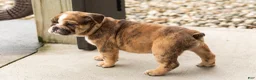 English Bulldog dogs for sale: Beauty  - Ad 5