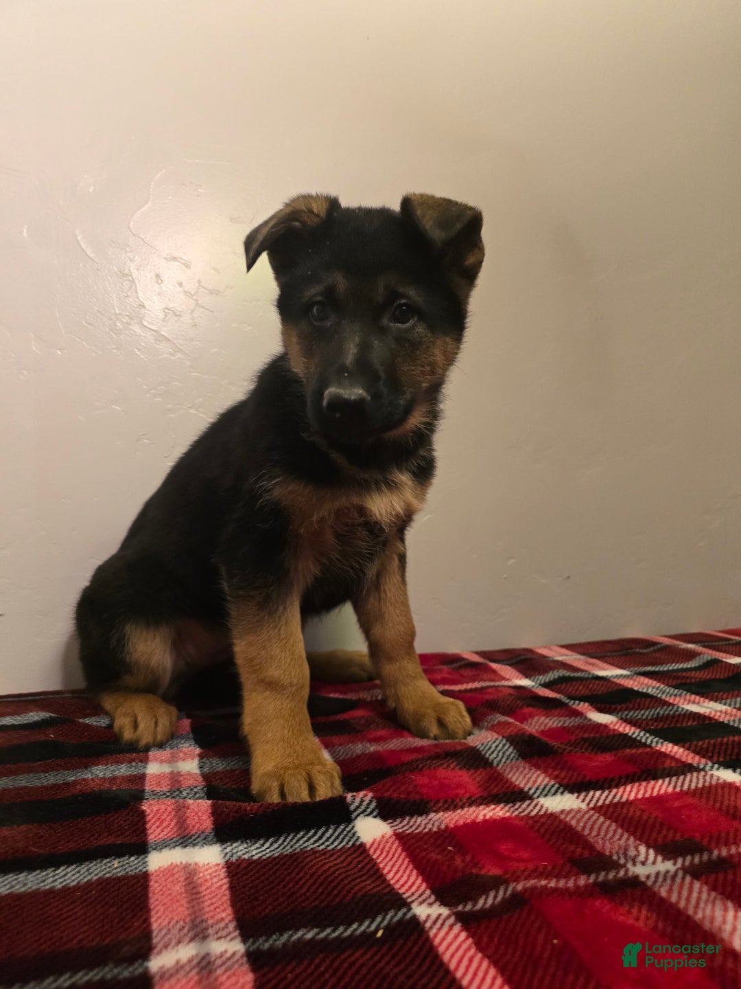 German Shepherd dogs for sale: Silke  - Ad 2