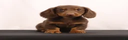 Dachshund dogs for sale: Hank  - Ad 9