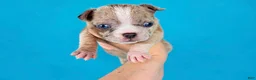 American Bully dogs for sale: Fawn Merle Female - Ad 9