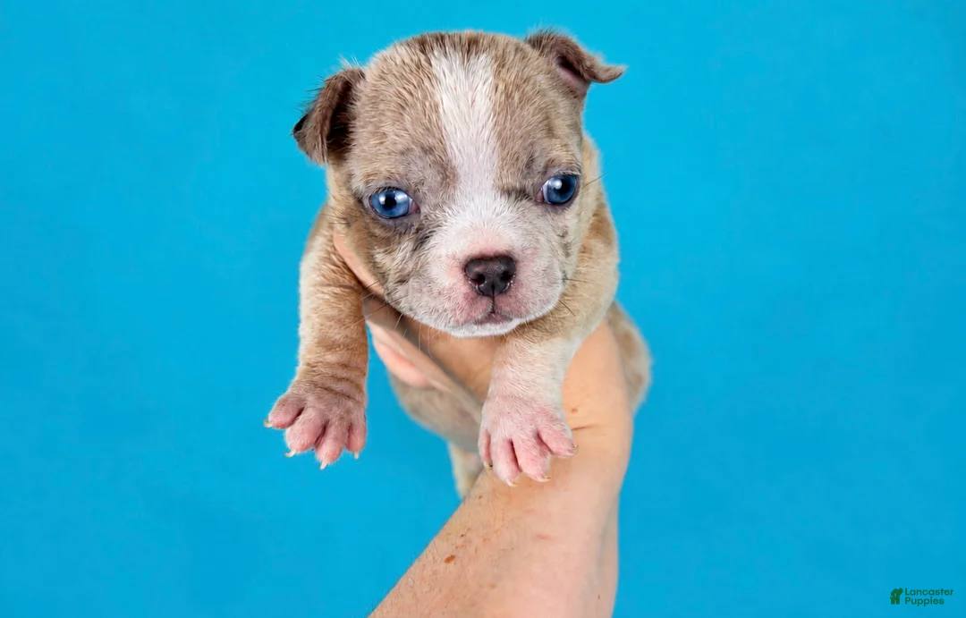 American Bully dogs for sale: Fawn Merle Female - Ad 9
