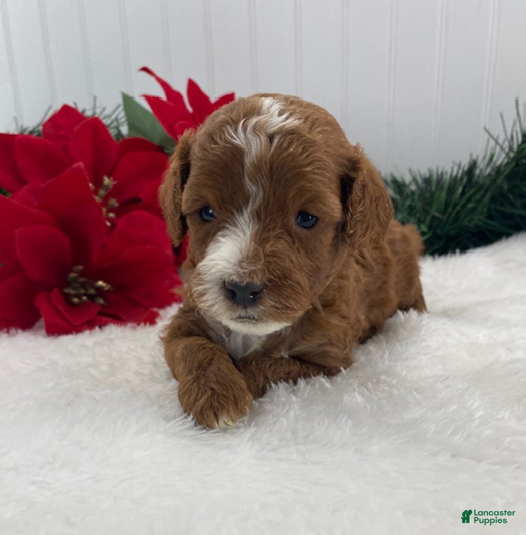 Cavapoo dogs for sale: Sawyer - Ad 5