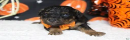 Toy Poodle dogs for sale: Ray  - Ad 2