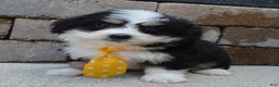Mini Bernedoodle dogs for sale: Mini Bruno - Ad 7