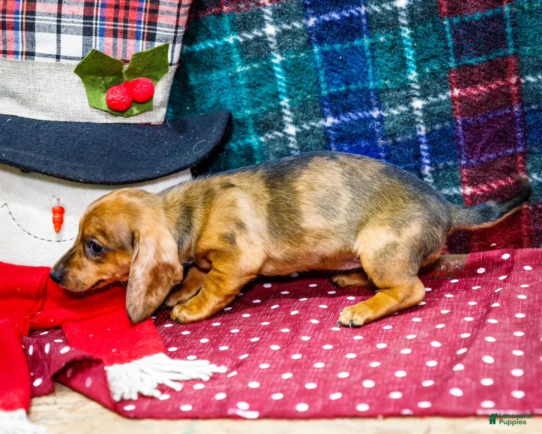 Miniature Dachshund dogs for sale: Allie - Ad 4