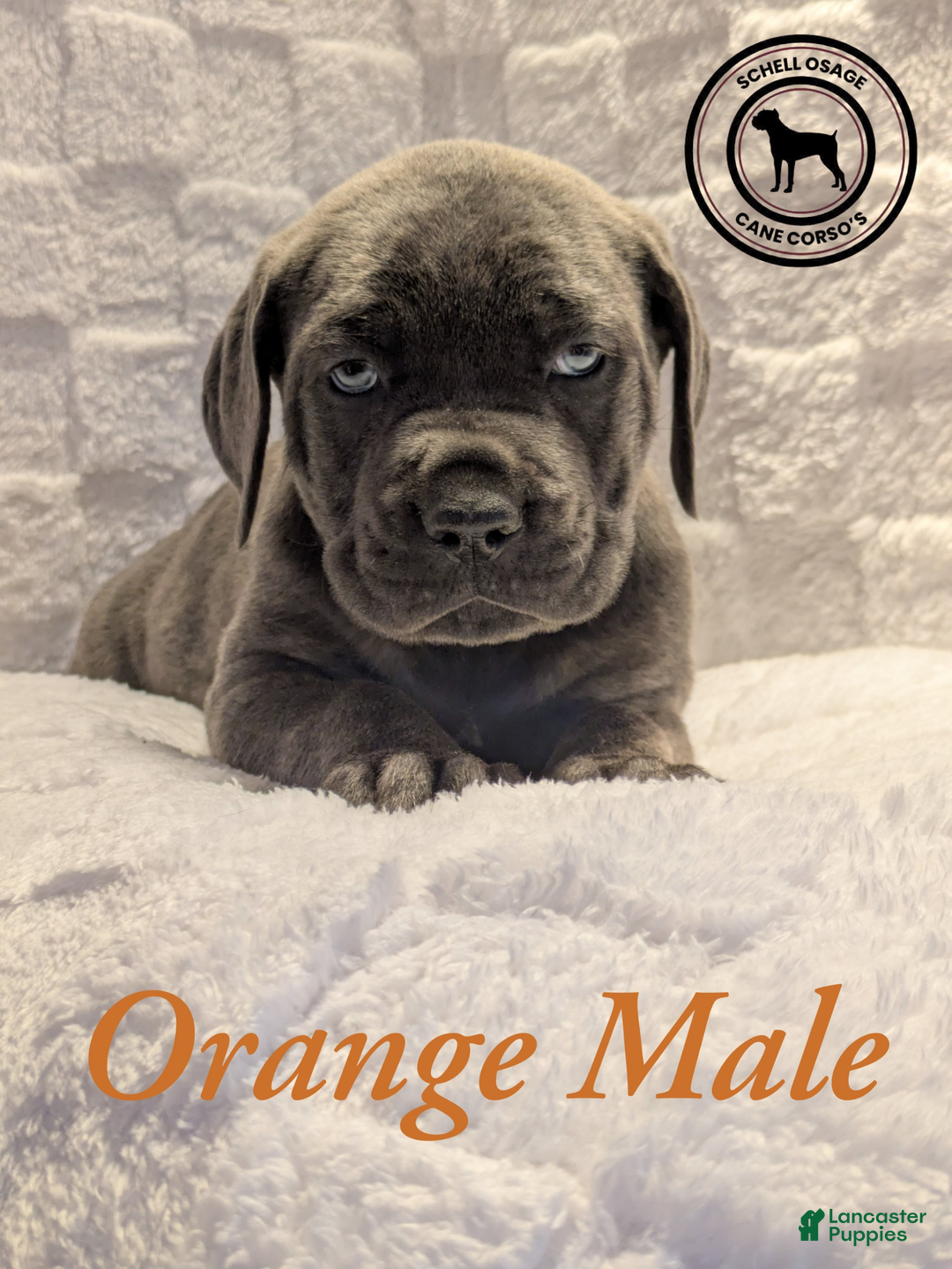 Cane Corso dogs for sale: Orange - Ad 2