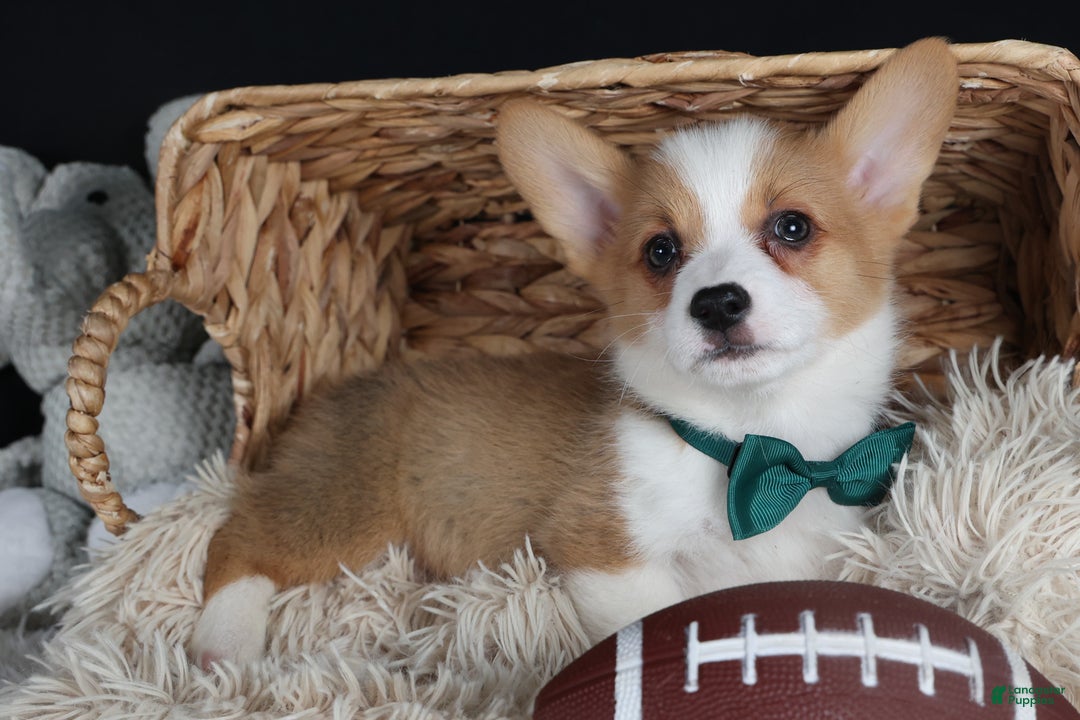 Welsh Corgi Pembroke dogs for sale: Hunter - Ad 16