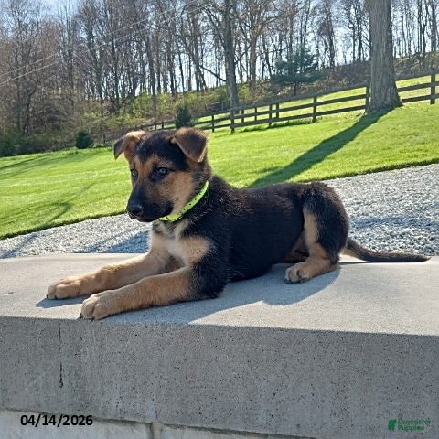 German Shepherd dogs Sandy - Ad 2