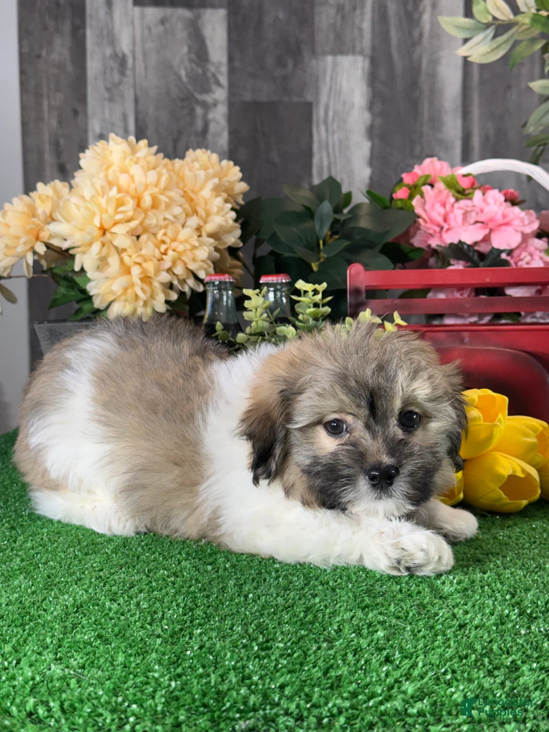 Havanese dogs for sale: Hiro - Ad 2