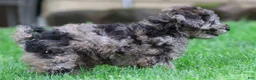 Miniature Poodle dogs for sale: Kamo - Ad 5