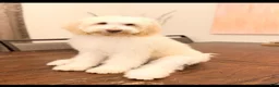 Labradoodle dogs for sale: Bear - Ad 2